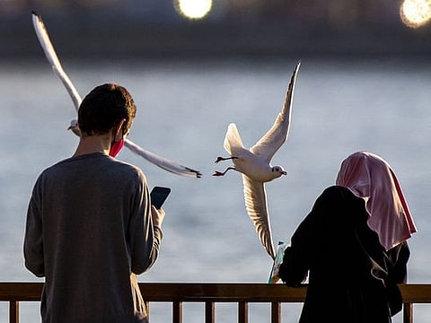 Photos: Seagulls in UAE, the graceful migratory birds