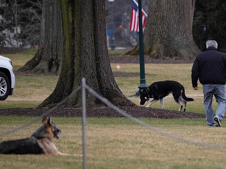 Biden dogs Champ Major 