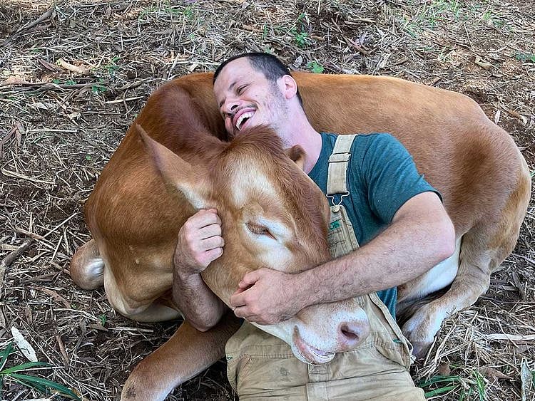 cow cuddle hug