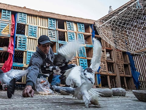 Omar Gamal, a 28-year-old pigeon keeper, tends to pigeons in a coop atop his rooftop in the Egyptian capital's twin city of Giza on February 21, 2021. - An ancient tradition handed down through the generations, the practice of domesticating pigeons stretches across borders from the banks of the Nile to north Africa and beyond, with people not only training birds for competitions, but also serving them up as a dining delicacy. 