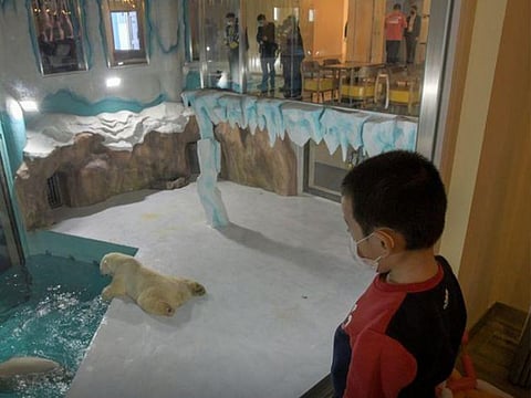 Visitors look at polar bears at an enclosure inside a hotel at a newly-opened polarland-themed park in Harbin, capital of northeast China's Heilongjiang province.