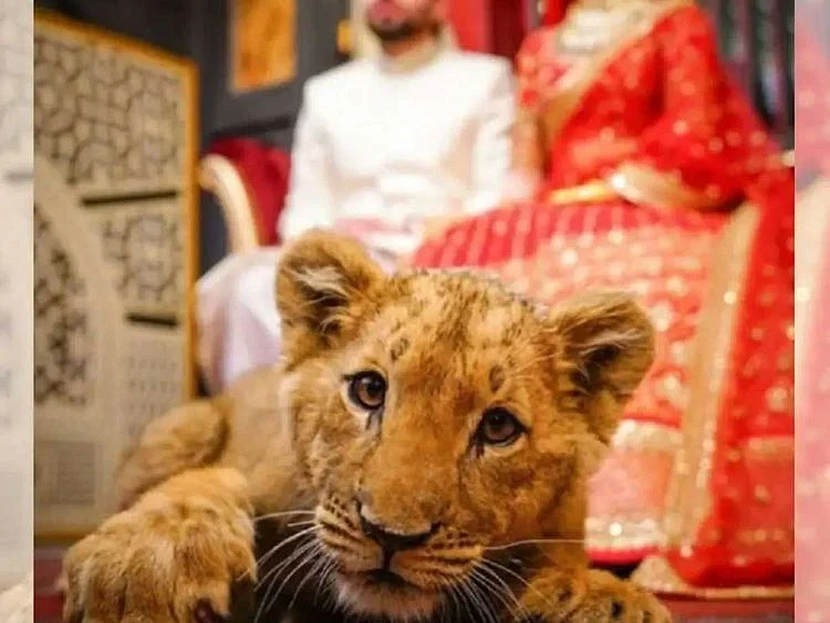 A lion cub used during a bridal photoshoot in Pakistan