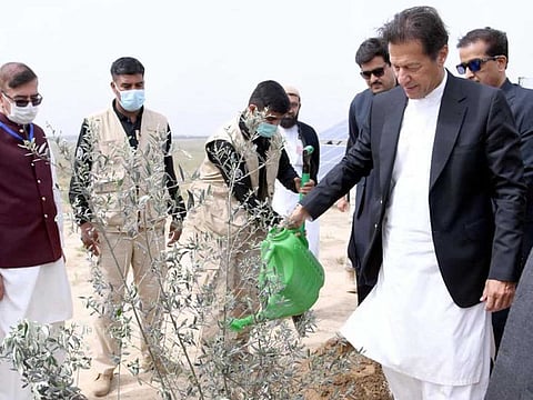 Pakistan’s Prime Minister Imran Khan plants an olive tree to encourage farmers to embrace cultivation of olives.
