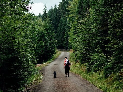 What should you do when your pet dies?