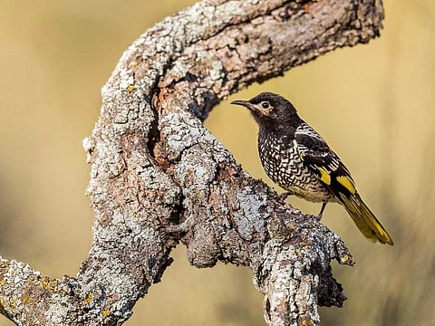 This undated handout photo received from Australian National University on March 17, 2021 shows a rare Australian songbird, a female regent honeyeater, at the Capertee National Park in New South Wales. 
