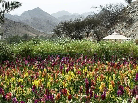 Look: Flower Farm at Wadi Asimah in Fujairah
