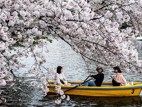 Japan’s Kyoto Cherry Blossoms reached earliest full bloom in 1,200 years, a sign of climate change 