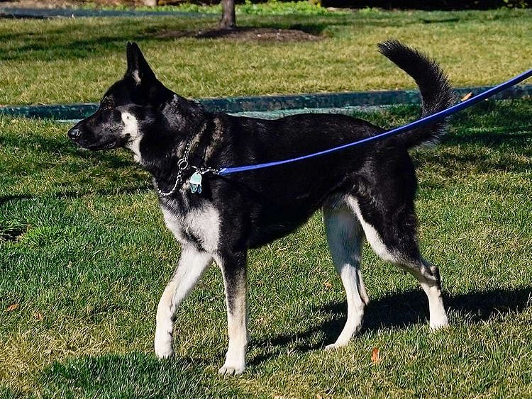 Joe Biden dog Major White House