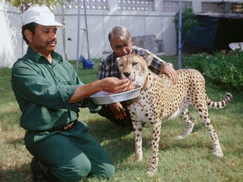R. Devadoss feeds a a cheetah at the Dubai Zoo, with Dr Reza Khan. Devadoss passed away in India this week.