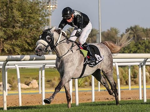 AF Asham, ridden by O'Shea, winning for Oerta.