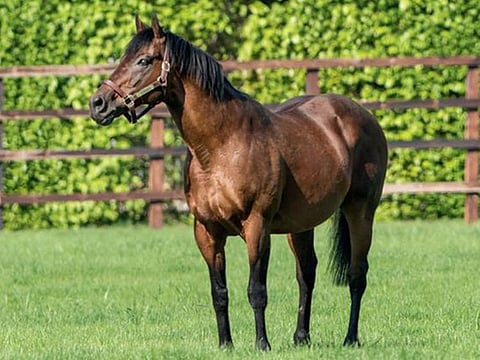 Godolphin's Dubawi