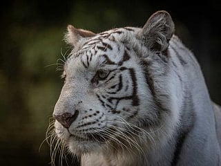 Photos: Argentine zoo transfers two rare Bengal tigers to the US