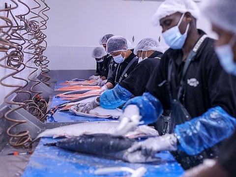 Wet Fish operates a plant at Dubai Investments Park. For Johannesburg Stock Exchange listed Bidfood, the deal takes it into a key category.