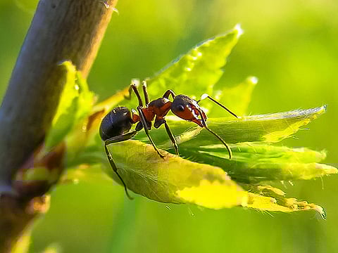 The Indian jumping ant is the first insect known to be capable of both increases and decreases in brain size.