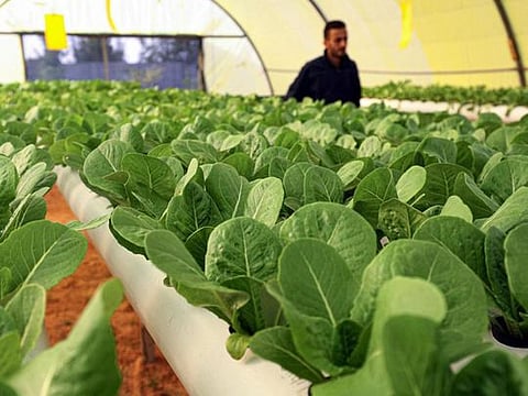 Look: 'Green Paradise' brings hydroponics to Libya