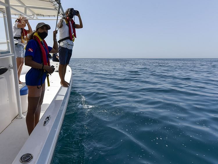 NAT 211304 DOLPHIN SURVEY ARAMZAN 14-1618376342596