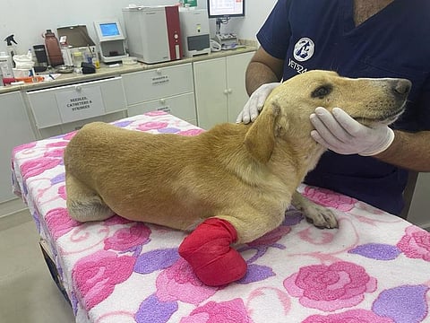 An animal rescue centre in Umm Al Quwain has offered a Dh10,000 reward for any information leading to the arrest of the person who chopped off a dog’s front leg 