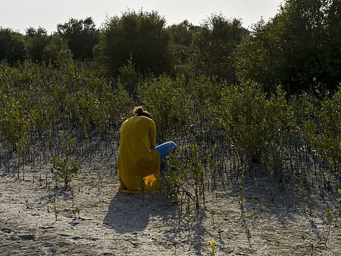 Look: A stunning new mangrove forest in Dubai 