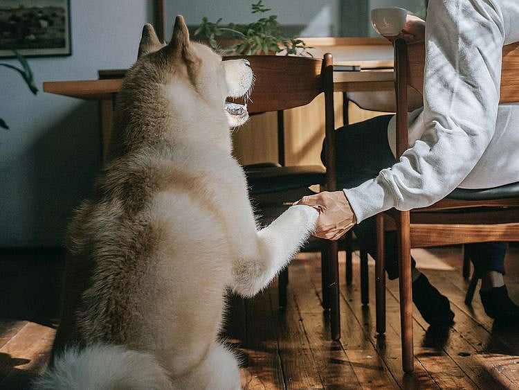 pet-owner-with-dog-at-the-coffee-table