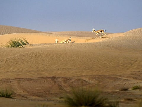 Al Marmoom Desert Conservation Reserve is the largest protected area in Dubai. 