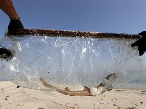 Photos: Dubai-bred baby sharks released into sea