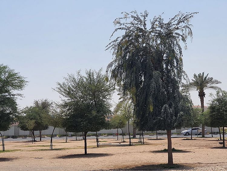 The Heritage Forest, which ties in with the Dubai Agenda 2040