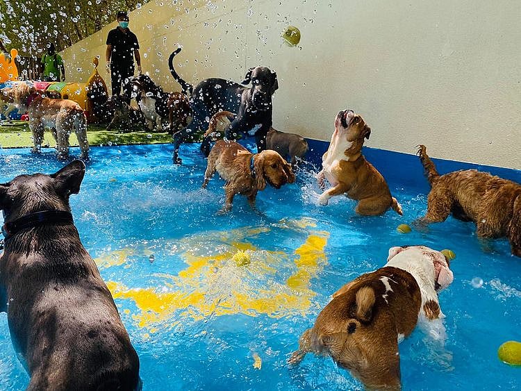 my-second-home-doggy-daycare-dubai