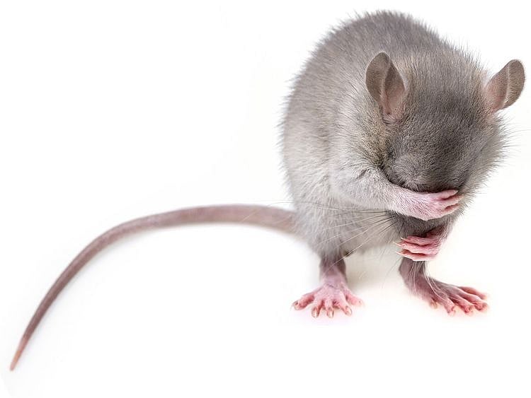 rat, rodent, mouse
