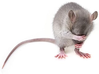 India: Rat arrested for drinking 60 bottles of seized liquor at police station