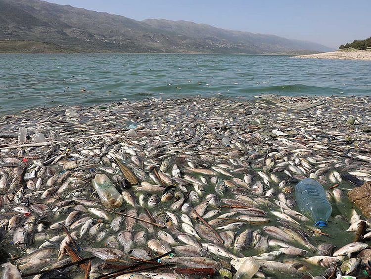 Dead fish  Lake Qaraoun on the Litani River, Lebanon 