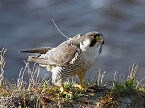The peregrine falcon is a culturally important species in the UAE, and plays an integral role in facilitating falconry, one of the UAE’s rich cultural traditions.