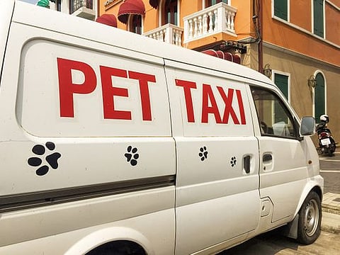 Pet taxis are here to save the day for you and your furry friend.