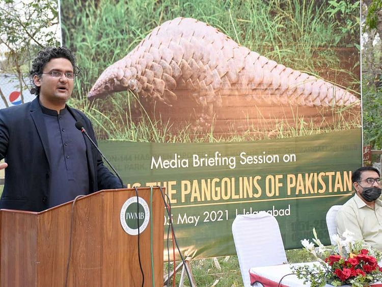 Senator Faisal Javed Khan pangolin