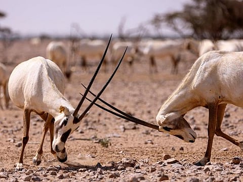 Photos: Arabian Oryx at Al Wusta Wildlife Reserve in Oman