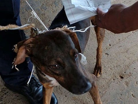 A dog caught ferrying letters between inmates at La Joya prison in Panama City, on May 10, 2021.