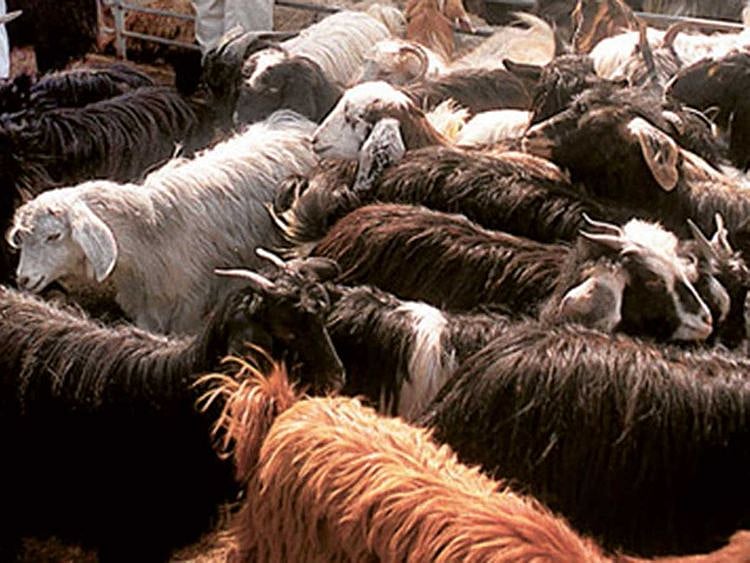 Sheep slaughter house abattoir