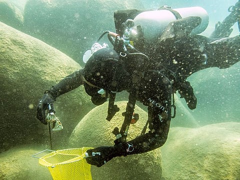 A scuba diver beneath the surface of Lake Tahoe, cleaning up trash. 