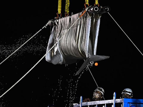A Beluga whale is transported at Mystic Aquarium after arriving from Canada, in Mystic, Connecticut. 