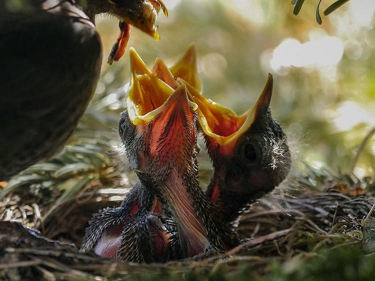 Bird nest eggs feeding