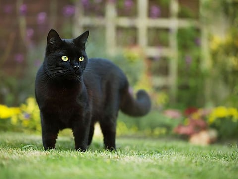 Onlookers gasped as the cat fell. But it missed a wall as it hurtled downward and instead landed on all four paws atop grass, where it bounced once and immediately ran away. [Illustrative image] 