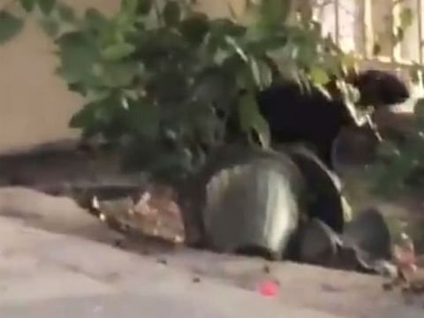 Social media was flush with pictures and videos of the big black cat