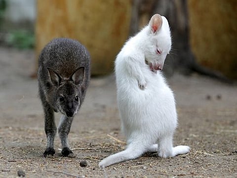 Look: Rare albino animals
