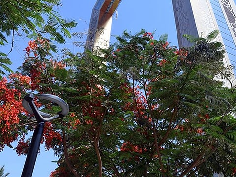 A Gulmohar tree in full bloom in Dubai