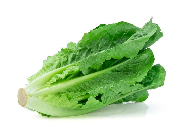 lettuce