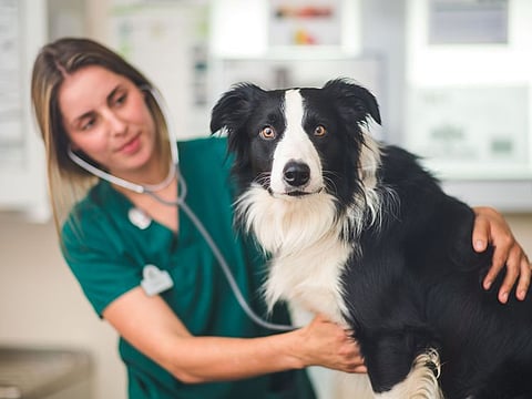 Mubadala Investment Company on Sunday announced that it has invested £350 million in IVC Evidensia, an operator of veterinary clinics and hospitals.