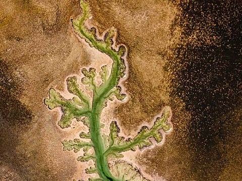 The striking photo of Plant Lake in Abu Dhabi was captured by Amar Habeeb in Abu Dhabi, and went viral on UAE social media in the last few days.