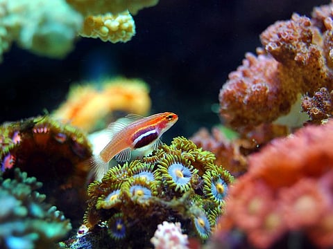 Dubai on Friday announces to the 'Dubai Reef project', one of the world’s largest marine reef developments, in the world. Photo for illustrative purpose only.