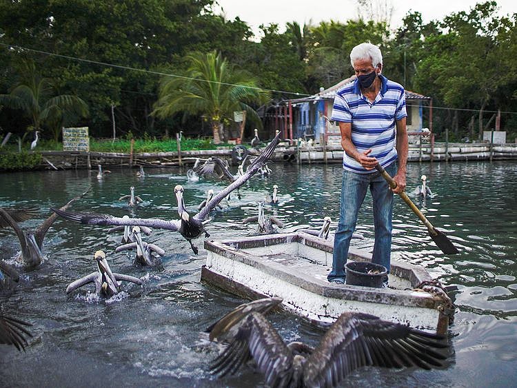 Leonardo Carrillo feeds pelicans