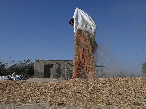 Workers dry rice before a refining process at the Al Barkat Rice Mills on the outskirts of Lahore.  India and Pakistan are the only global exporters of basmati rice.