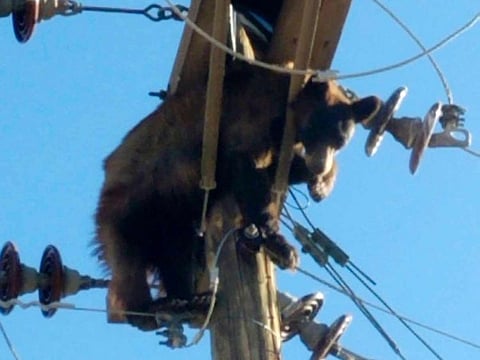 This photo provided by Werner Neubauer shows a bear tangled in power pole wires in Willcox, Arizona.  